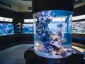 Kolorowe ryby-lwy pływają w akwarium w oceanarium pomorskim, wśród raf koralowych.