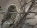 Mała sowa z żółtymi oczami siedzi na gałęzi. To jedno z wielu fascynujących słowiński park narodowy zwierzęta.