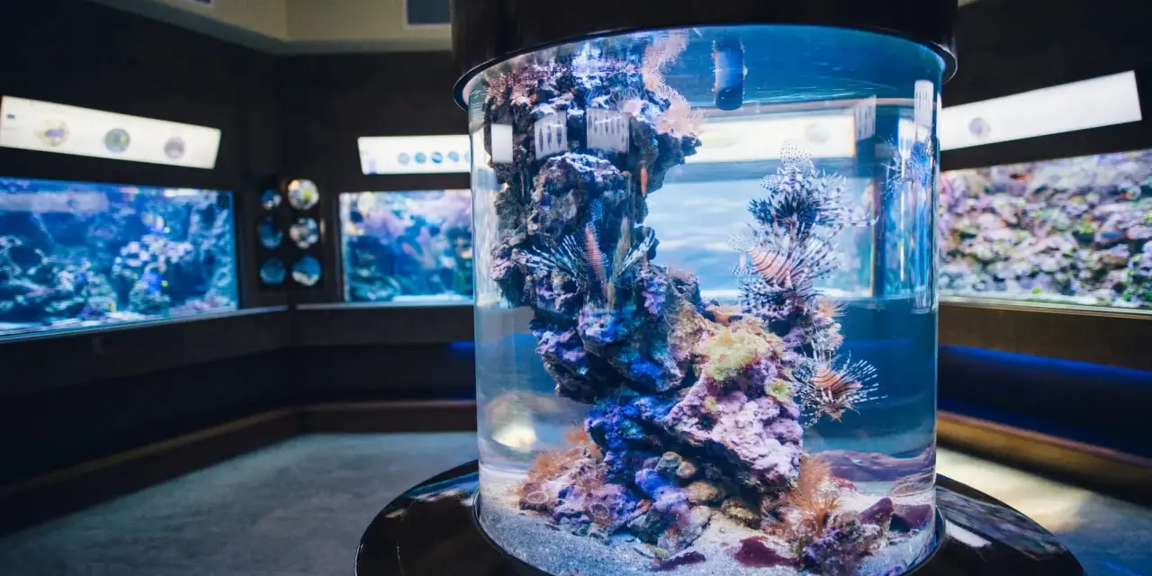 Kolorowe ryby-lwy pływają w akwarium w oceanarium pomorskim, wśród raf koralowych.