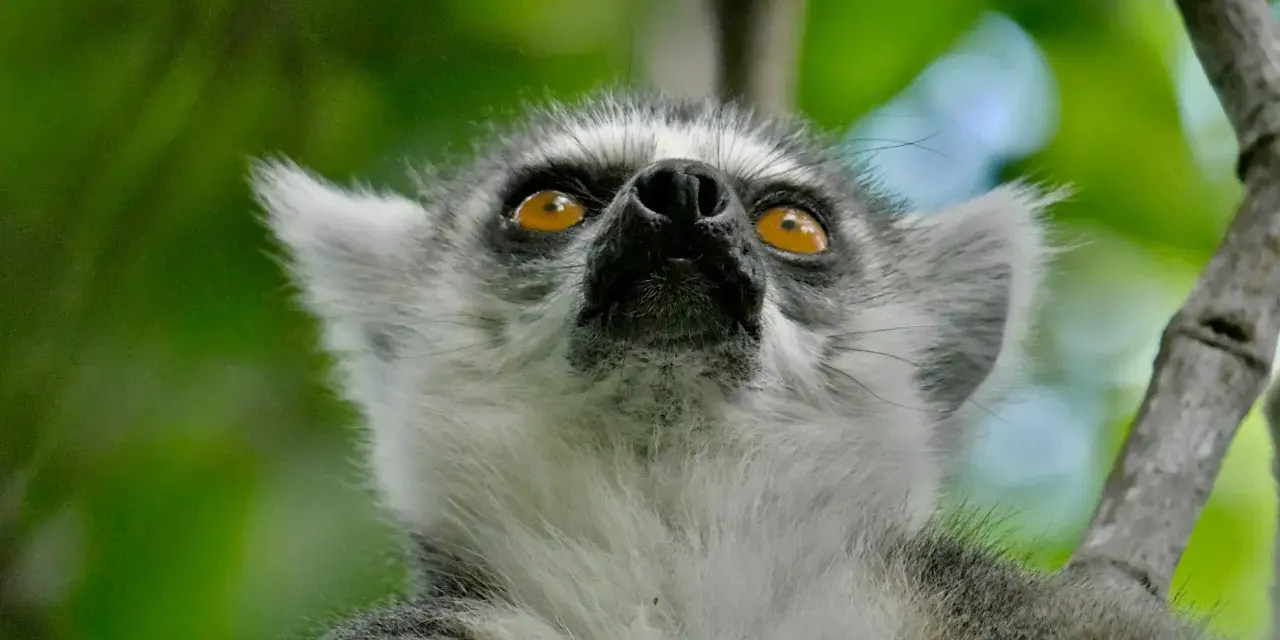 Lemur z Madagaskaru spogląda w górę, jakby szukał czegoś podczas swoich wakacji.