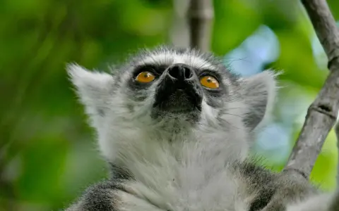 Lemur z Madagaskaru spogląda w górę, jakby szukał czegoś podczas swoich wakacji.