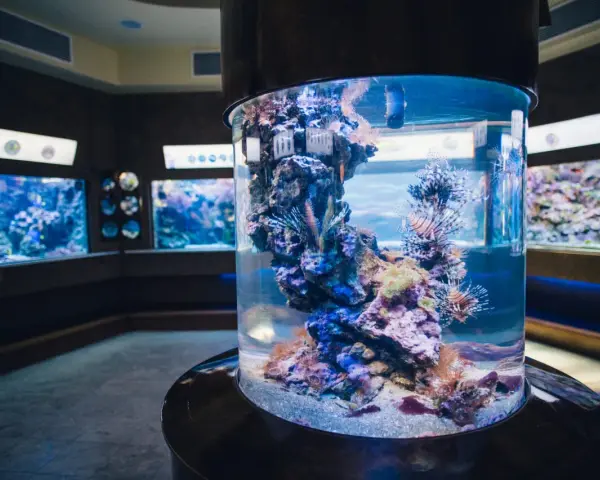 Kolorowe ryby-lwy pływają w akwarium w oceanarium pomorskim, wśród raf koralowych.