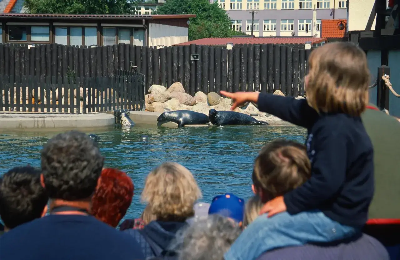 Dziecko na ramionach rodzica wskazuje na karmienie fok hel w zoo.