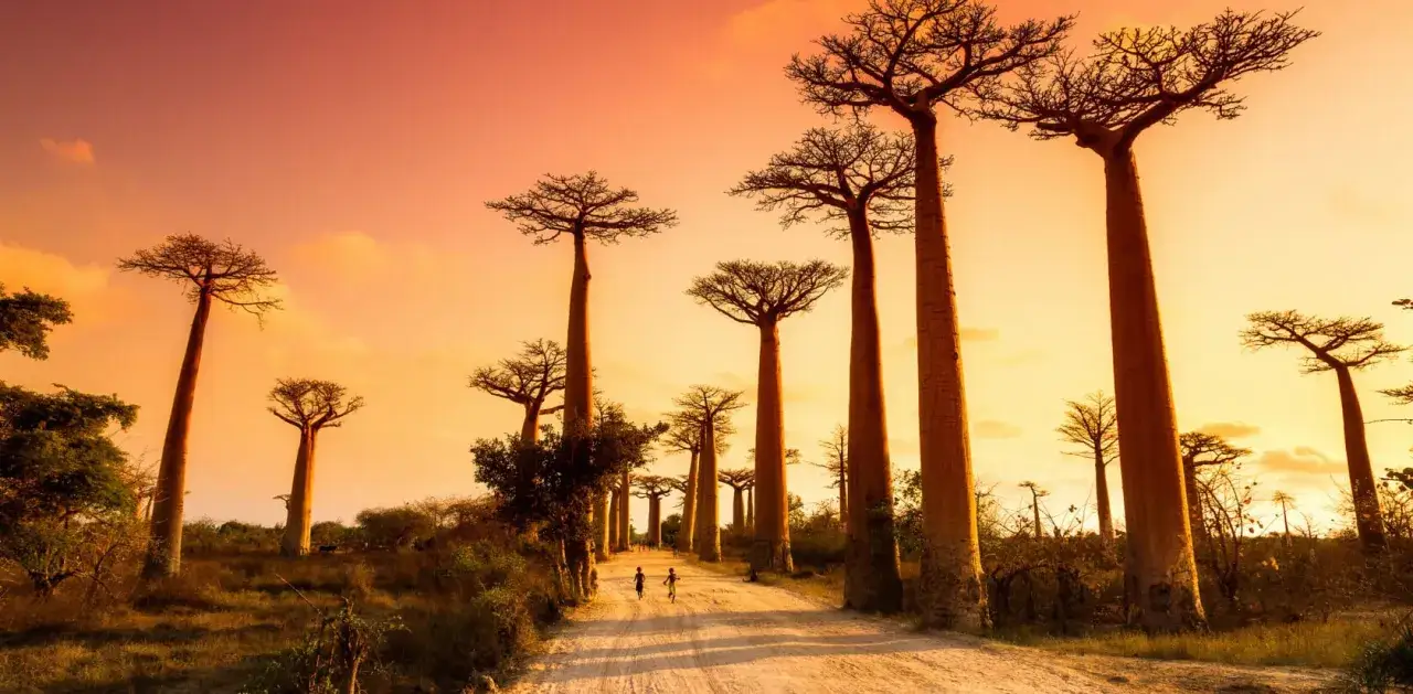 Aleja Baobabów na Madagaskarze. Dzieci biegnące pośród gigantycznych drzew podczas wakacji. Zachód słońca tworzy magiczną atmosferę.