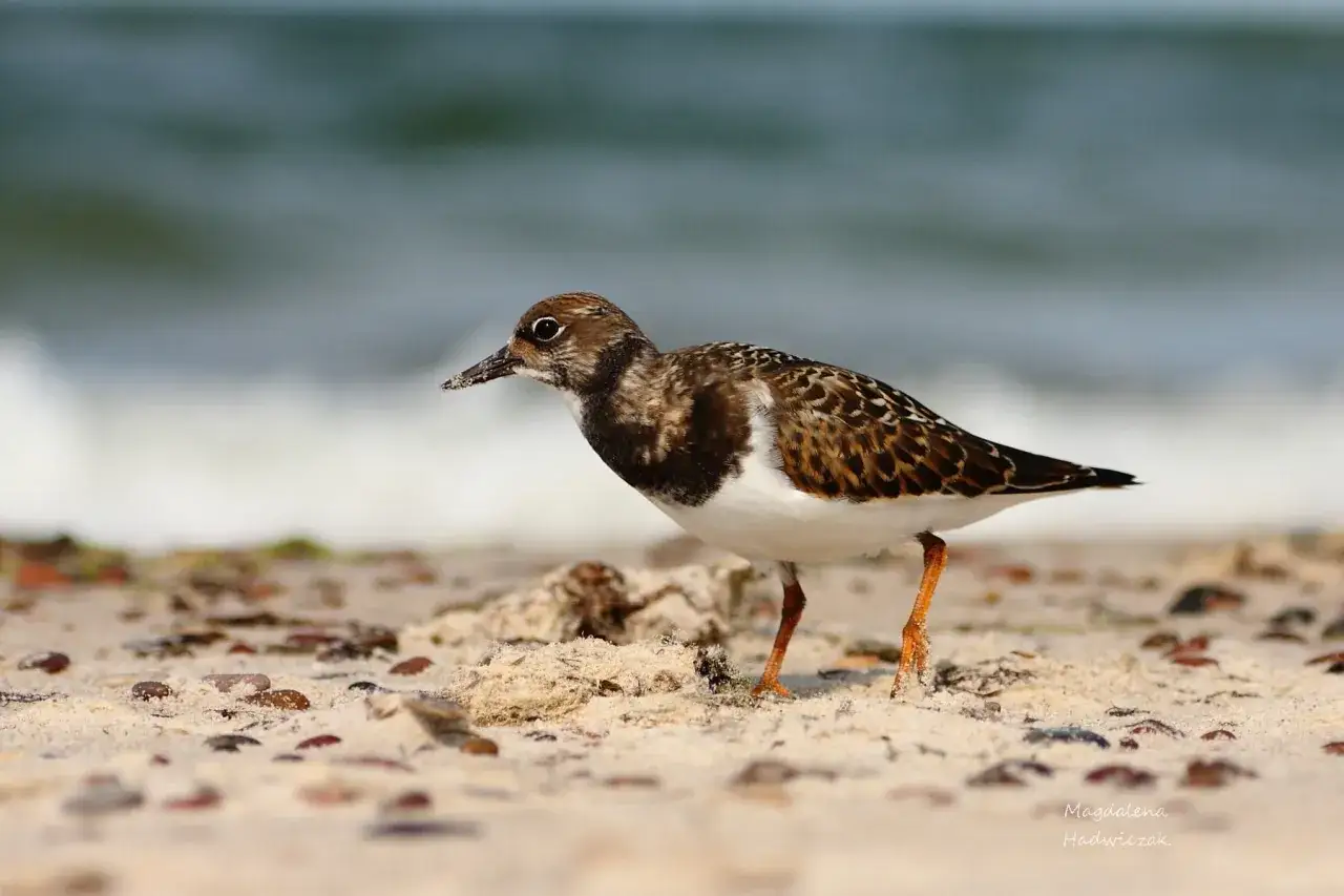 Sieweczka obrożna na plaży, jeden z wielu gatunków słowiński park narodowy zwierzęta.
