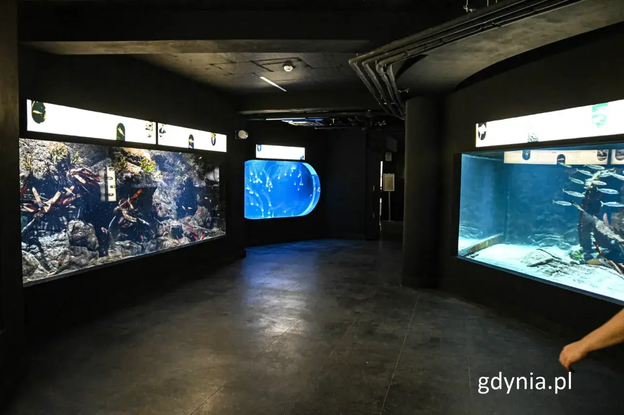 Wnętrze oceanarium pomorskie z akwariami pełnymi ryb i meduz.
